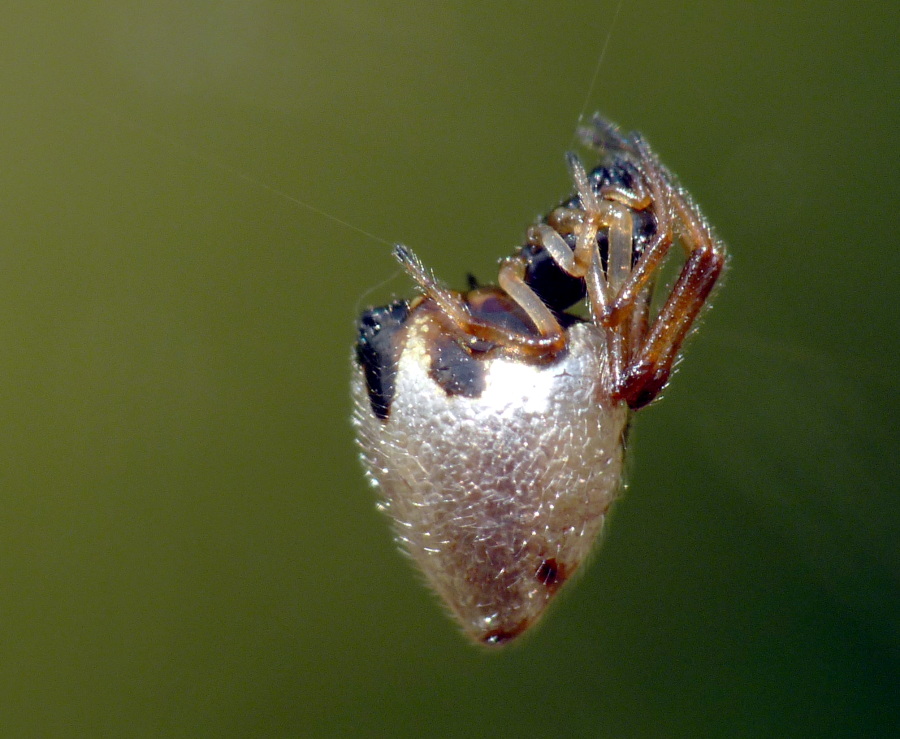 Cercate l''Argyrodes